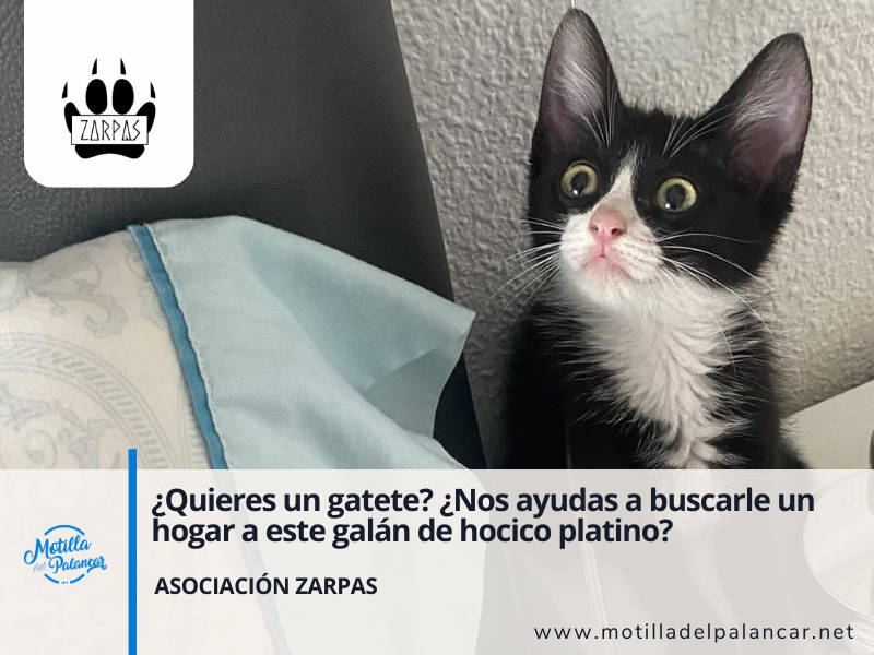 ¿Quieres un gatete? ¿Nos ayudas a buscarle un hogar a este galán de hocico platino? - imagen 1