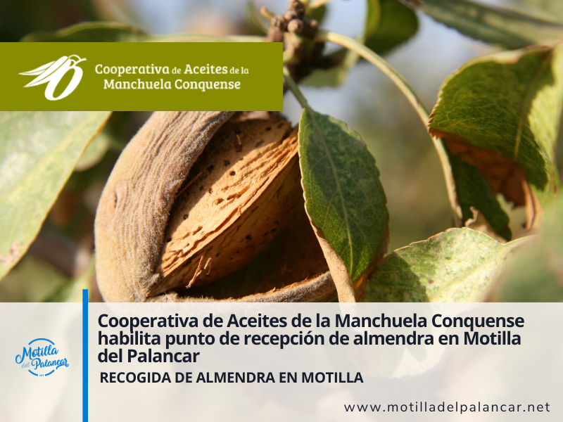 Cooperativa de Aceites de la Manchuela Conquense habilita punto de recepción de almendra en Motilla del Palancar - imagen 1