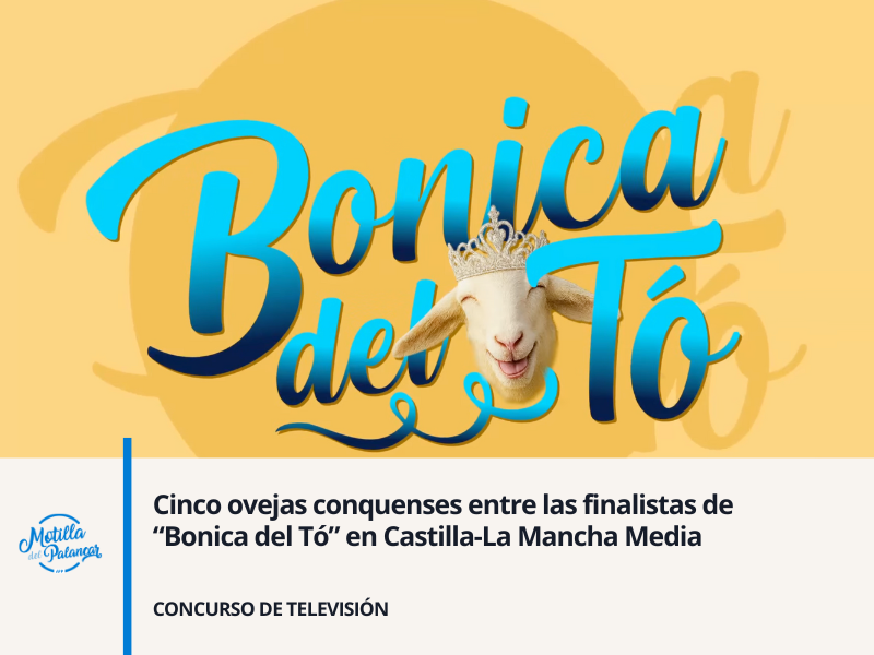 Cinco ovejas conquenses entre las finalistas de “Bonica del Tó” en Castilla-La Mancha Media - imagen 1