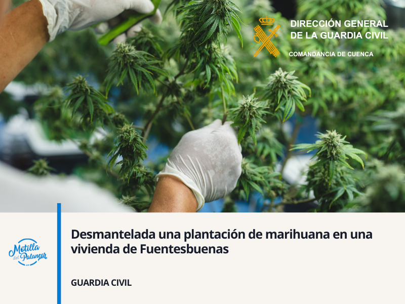 Desmantelada una plantación de marihuana en una vivienda de Fuentesbuenas - imagen 1