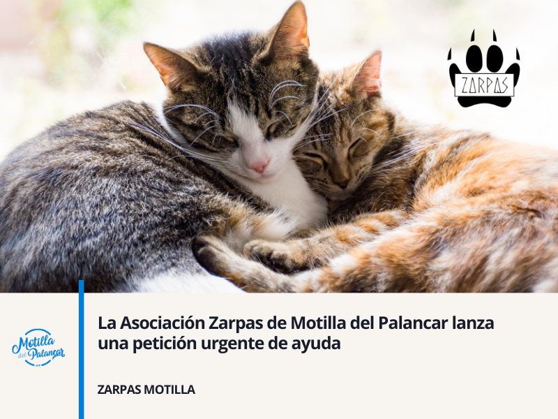 La Asociación Zarpas de Motilla del Palancar lanza una petición urgente de ayuda - imagen 1