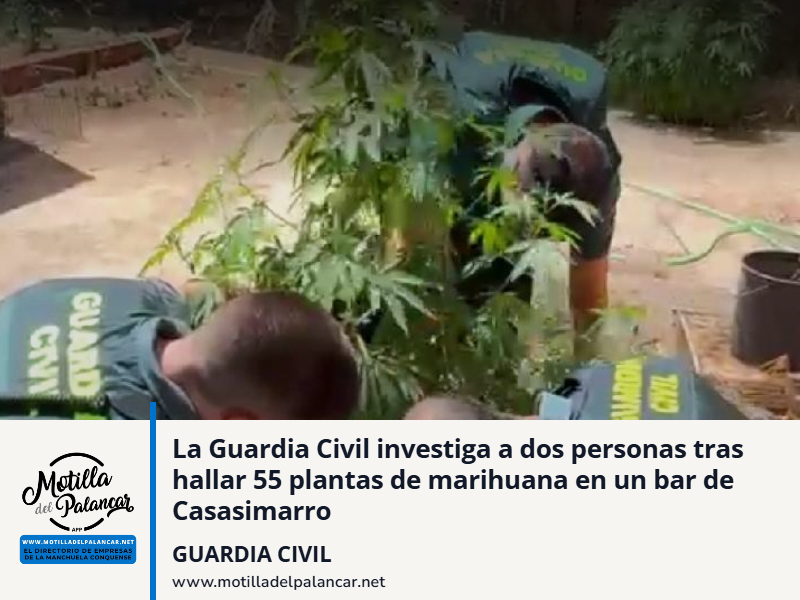 La Guardia Civil investiga a dos personas tras hallar 55 plantas de marihuana en un bar de Casasimarro - imagen 1