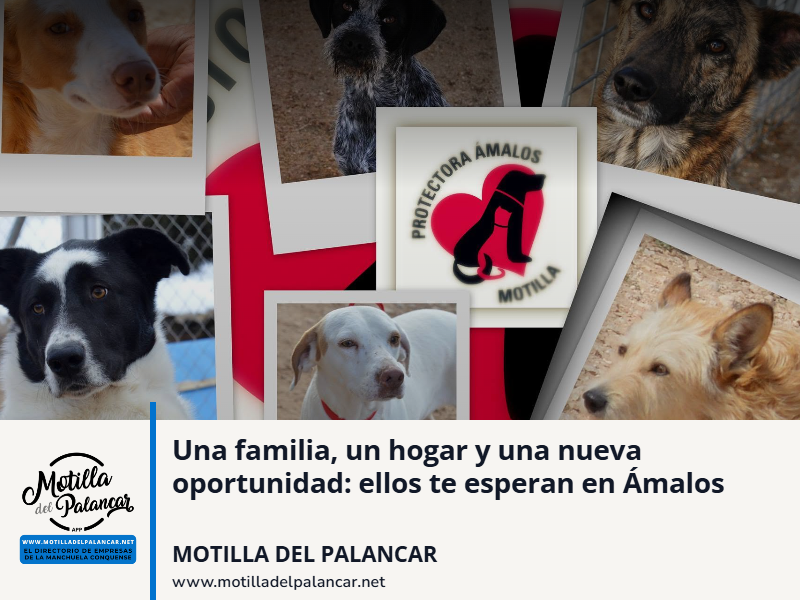 Una familia, un hogar y una nueva oportunidad: ellos te esperan en Ámalos - imagen 1