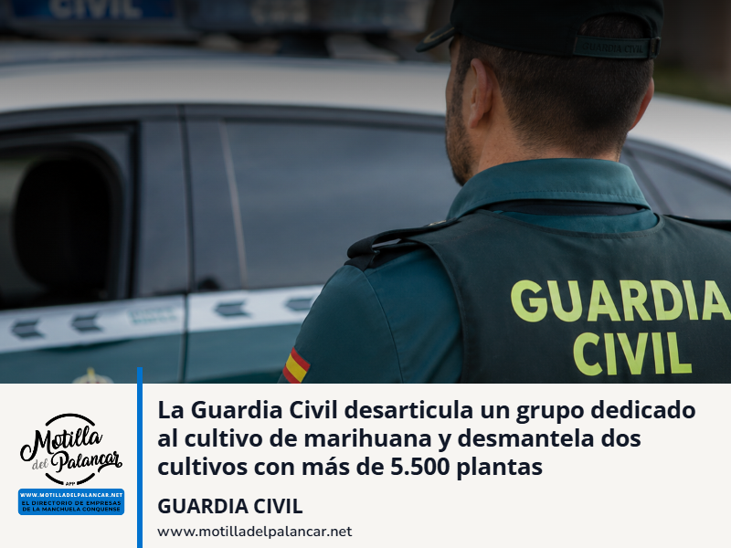 La Guardia Civil desarticula un grupo dedicado al cultivo de marihuana y desmantela dos cultivos con más de 5.500 plantas - imagen 1