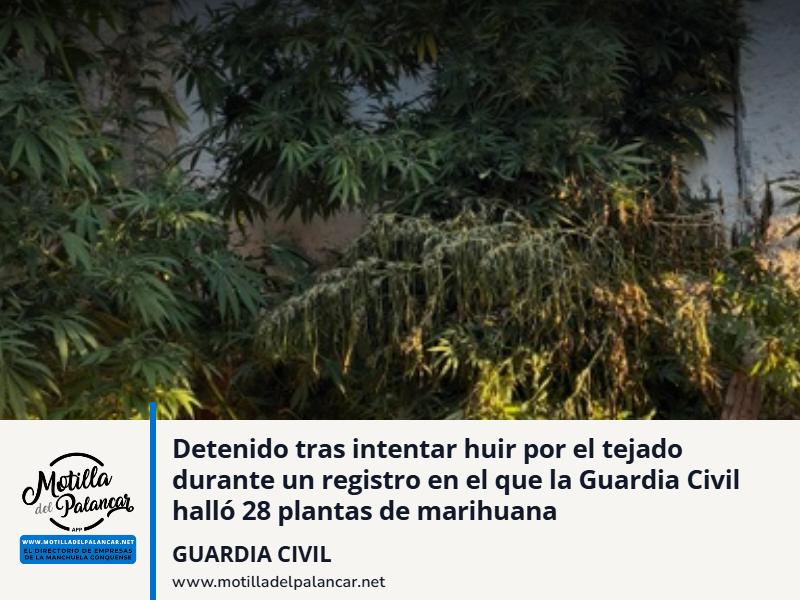 Detenido tras intentar huir por el tejado durante un registro en el que la Guardia Civil halló 28 plantas de marihuana - imagen 1
